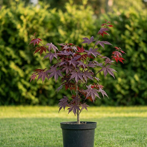 Клен дланевидный купить