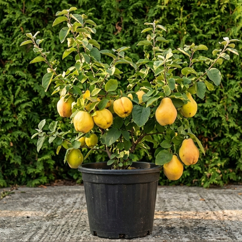 Айва Триумф купить