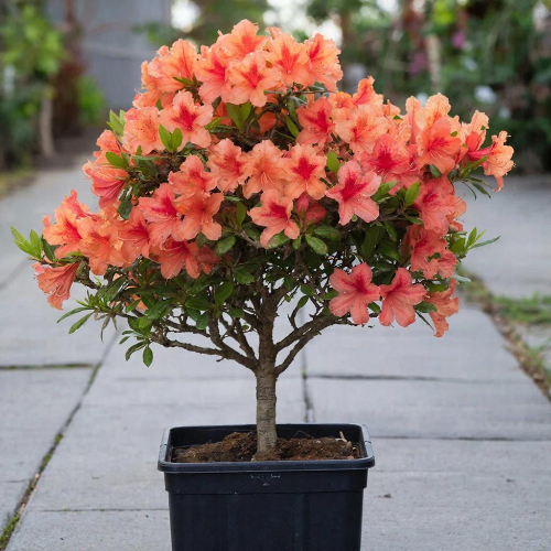 Азалия японская Гейша Оранж купить