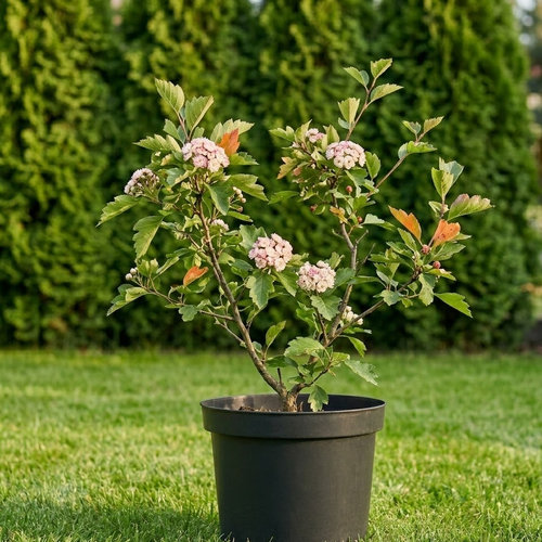 Боярышник сливолистный Тоба купить