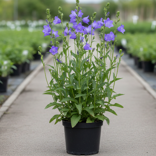 Колокольчик персиколистный La Bello купить