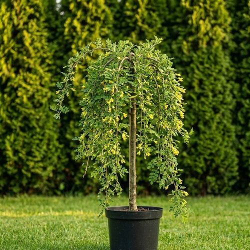 Карагана (акация) древовидная Пендула купить