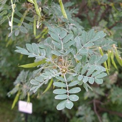 Карагана (акация) древовидная Вокер купить