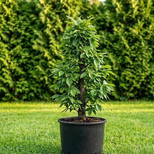 Граб обыкновенный Фастигиата купить