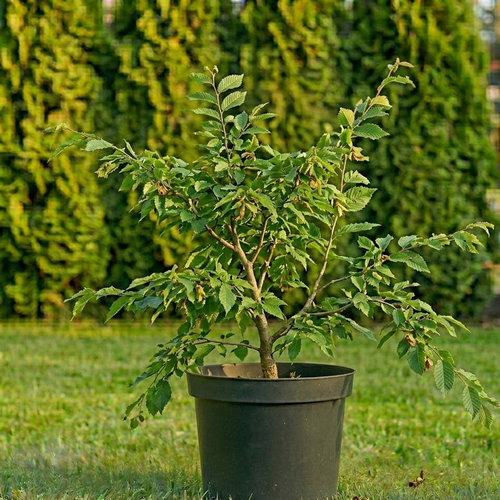 Граб обыкновенный купить