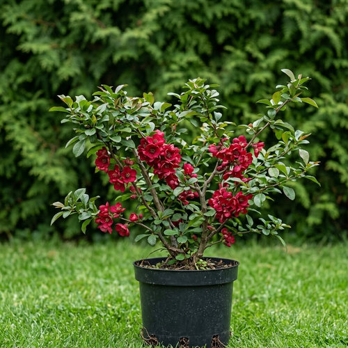 Айва средняя Элли Моссел купить