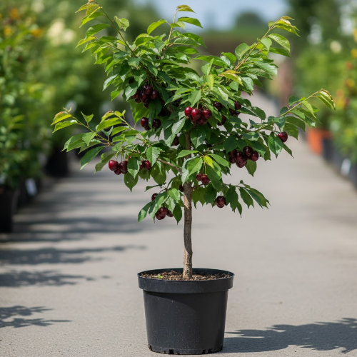 Черешня Маркиза купить