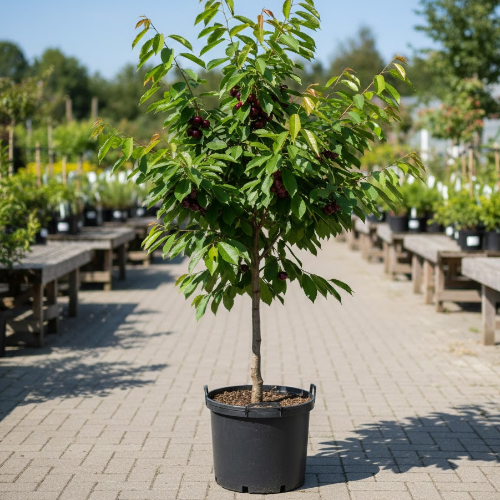 Черешня Радица купить