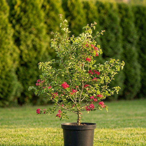 Боярышник колючий Полс Скарлет купить