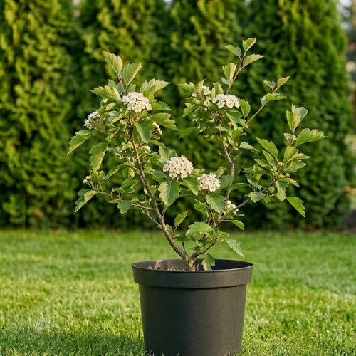 Боярышник сливолистный купить