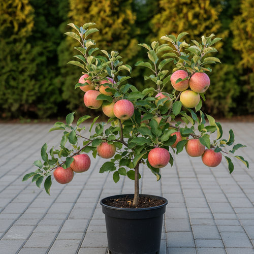 Дерево-сад Яблоня Мелба, прив. Конфетное купить