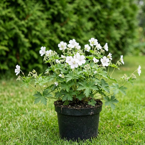 Герань Кларка Кашмир Белый купить