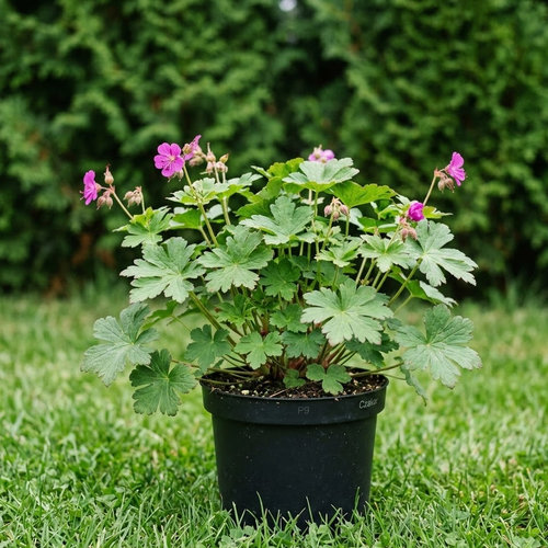 Герань балканская (крупнокорневищная) Закор купить