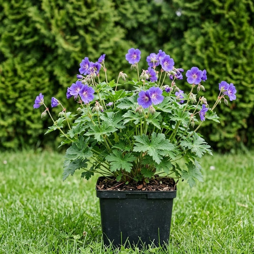 Герань великолепная купить