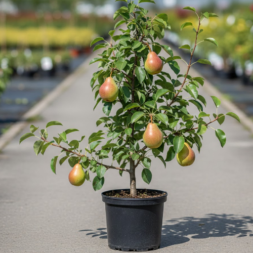 Груша Брянский сувенир купить