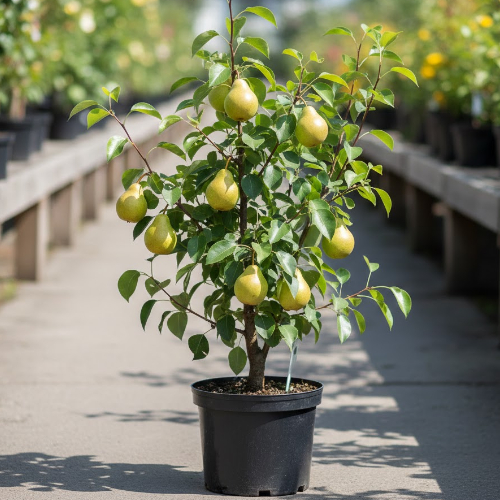 Груша Даренка купить