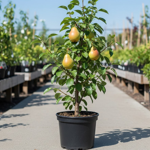 Груша Москвичка купить