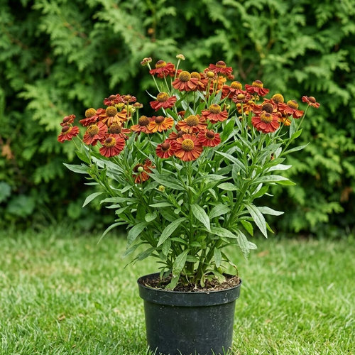 Гелениум Красная армия купить