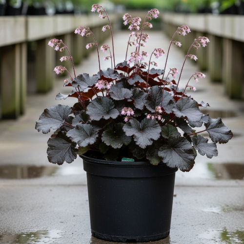 Гейхера гибридная Блэк Перл купить