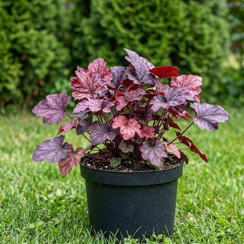 Гейхера гибридная Гэлакси купить