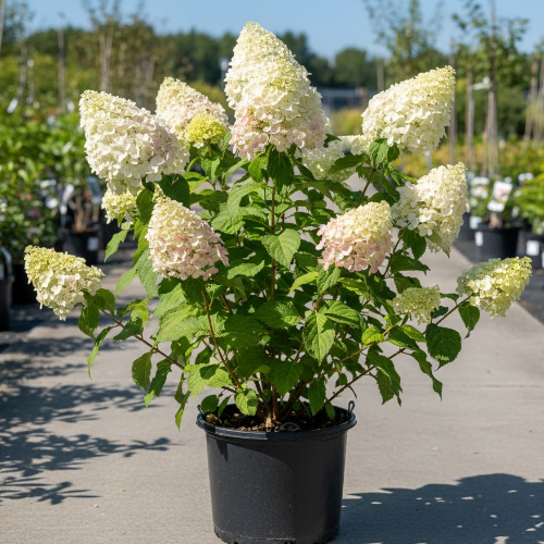 Гортензия метельчатая Ангел Блаш купить