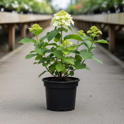 Гортензия метельчатая Polar bear купить