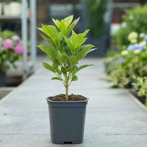 Гортензия метельчатая Ванилла Фрейзи купить