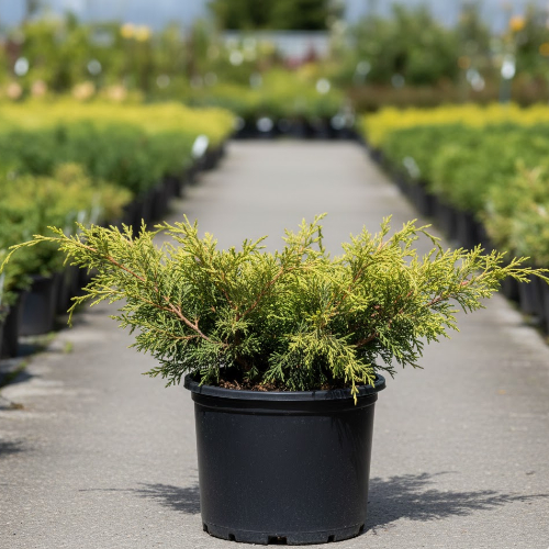 Можжевельник средний Голд Кост купить