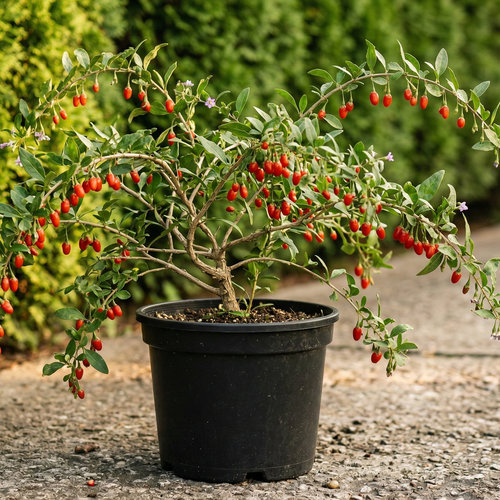 Годжи Ягоды купить