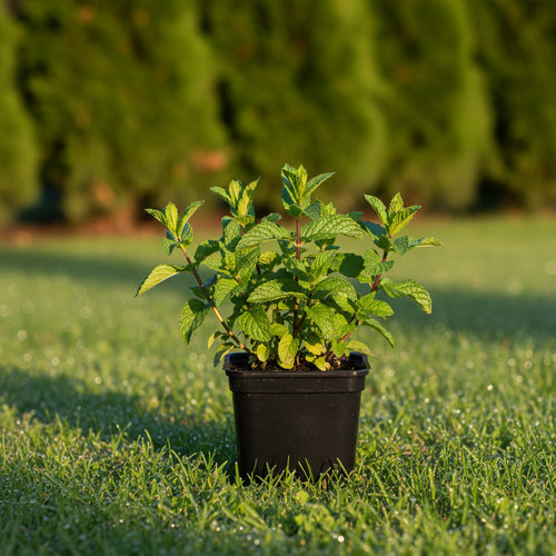 Мята Одеколон Свисс купить