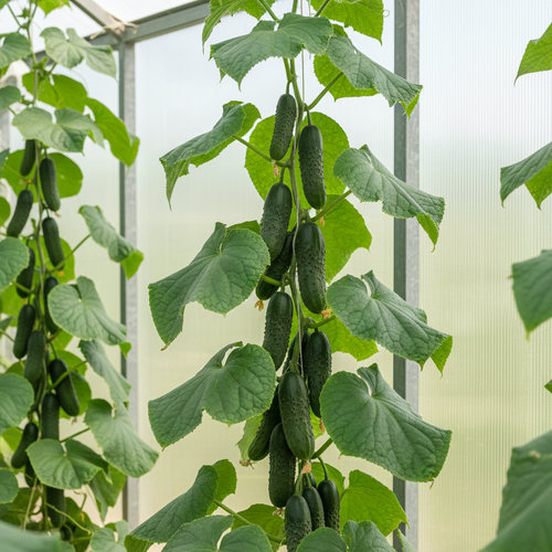 Огурец Атлет купить