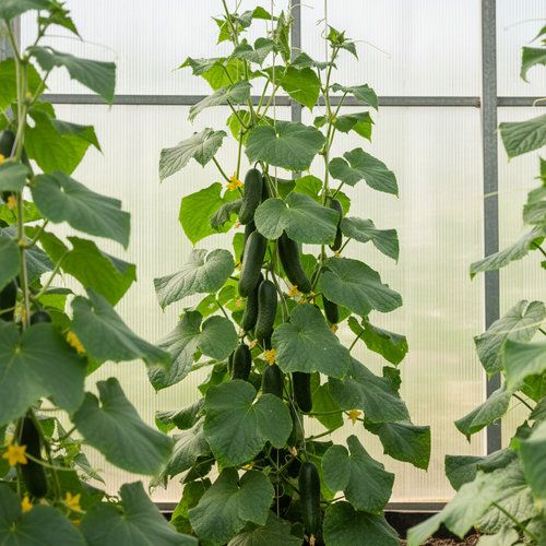 Огурец Меренга F1 купить