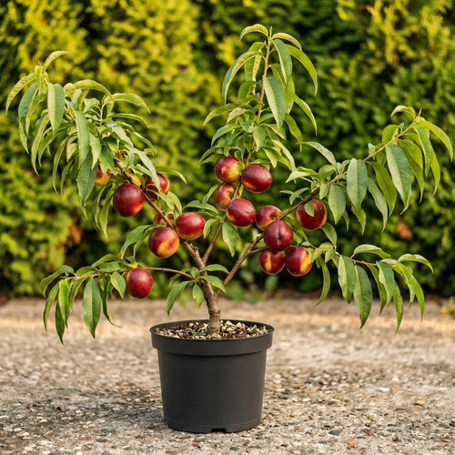 Персик Нектарин Харко купить