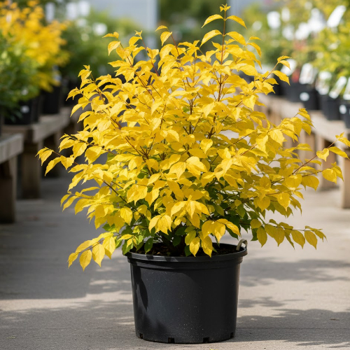 Чубушник венечный Ауреус купить