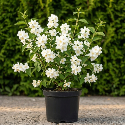 Чубушник венечный Комсомолец купить