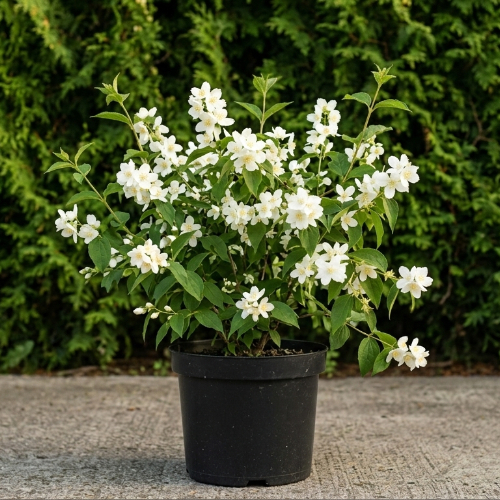 Чубушник венечный  купить