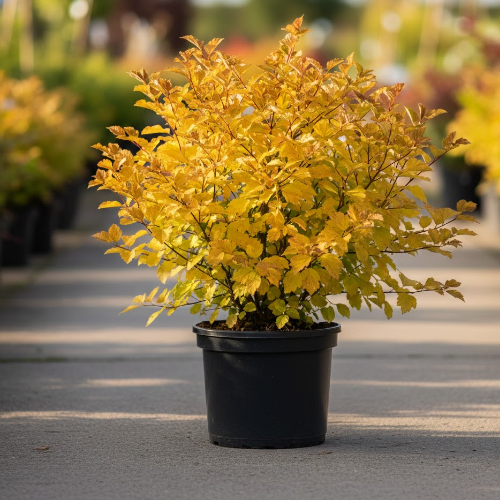 Пузыреплодник калинолистный Энни'c Голд купить