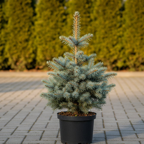 Ель колючая Блю Маунтин купить