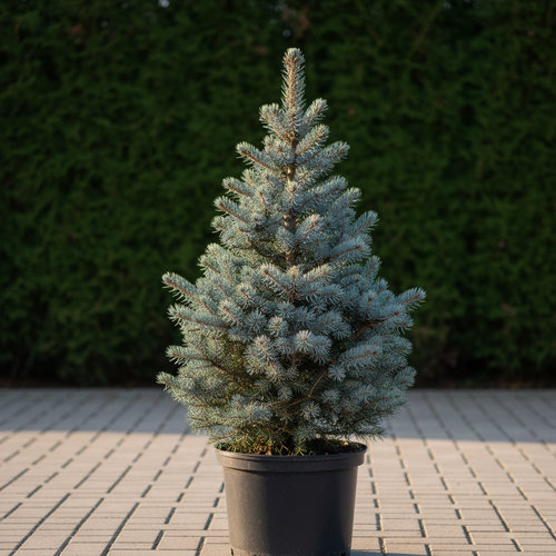 Ель колючая Фат Альберт купить