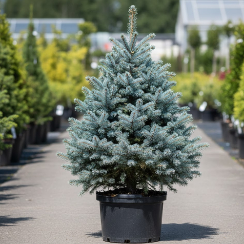 Ель колючая Олденбург купить