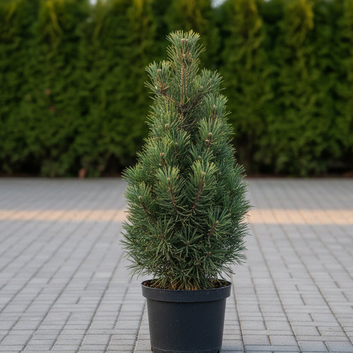 Сосна черная Комет купить