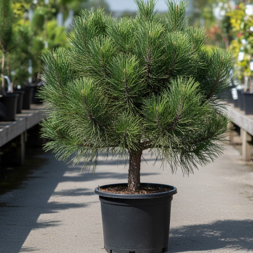 Сосна черная крымская  купить