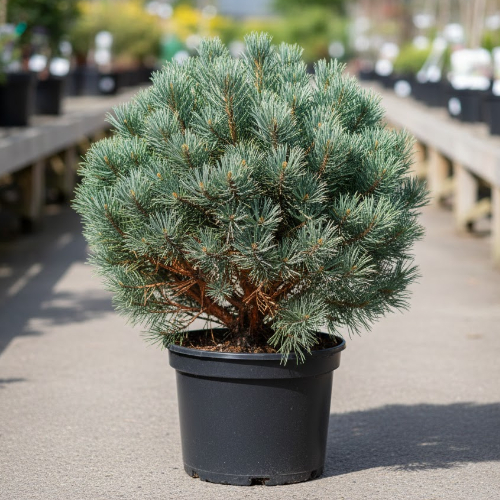 Сосна обыкновенная Ватерери купить