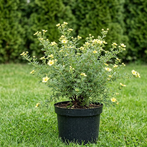 Лапчатка кустарниковая Катерина Дайкс  купить