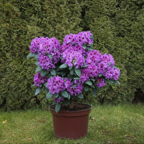 Рододендрон гибридный Распутин купить