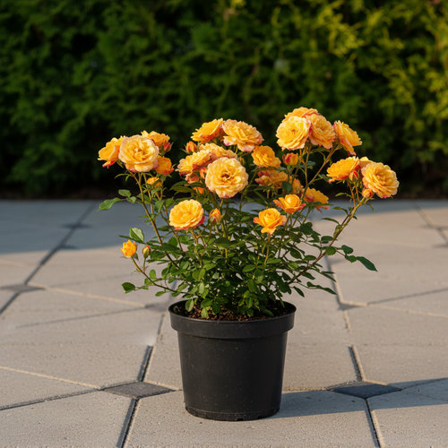 Роза Флорибунда Лампион купить