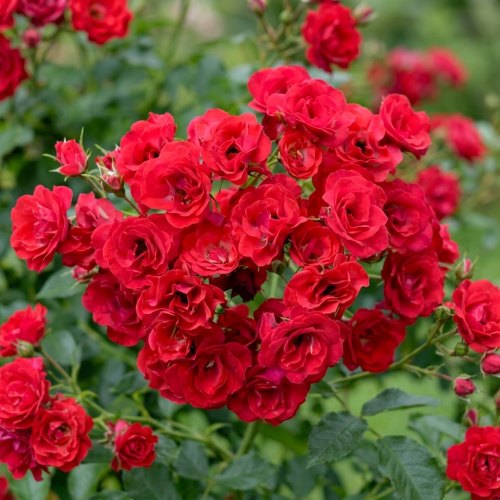 Роза почвопокровная Скарлет Мейдиланд купить