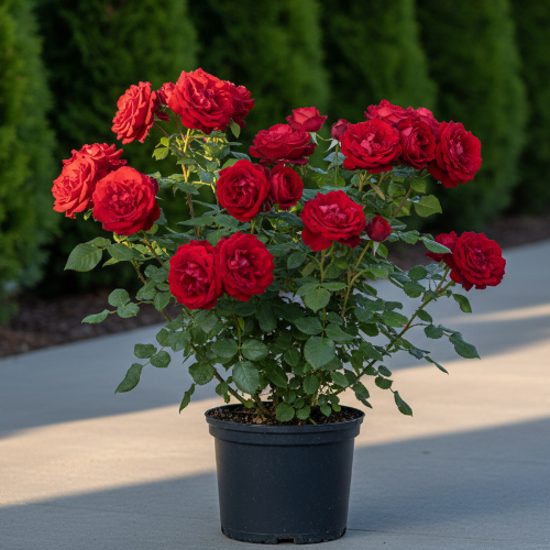 Роза парковая и Альпийская Мона Лиза купить