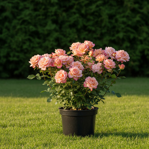 Роза чайно-гибридная Barbara Hendrics купить