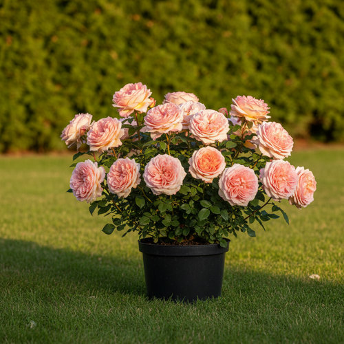 Роза чайно-гибридная Gartentraume купить